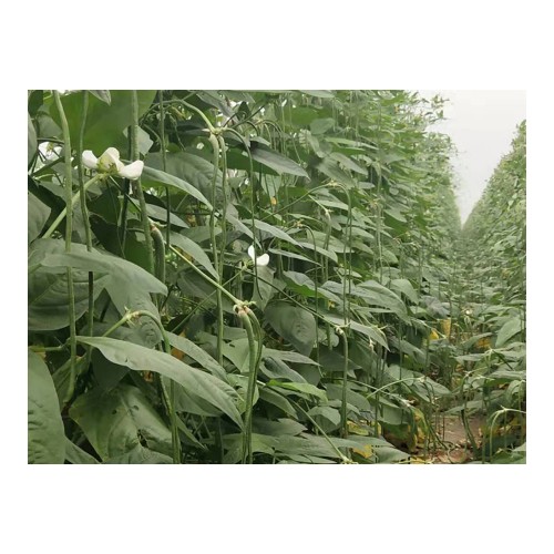 盤錦豇豆種子價(jià)格|要買豇豆種子就到金富友種子